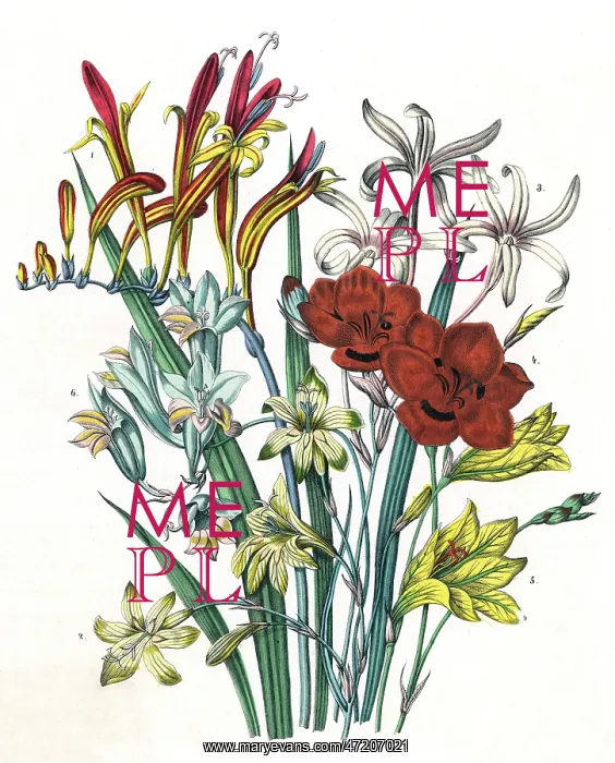  : FREESIA AND OTHERS