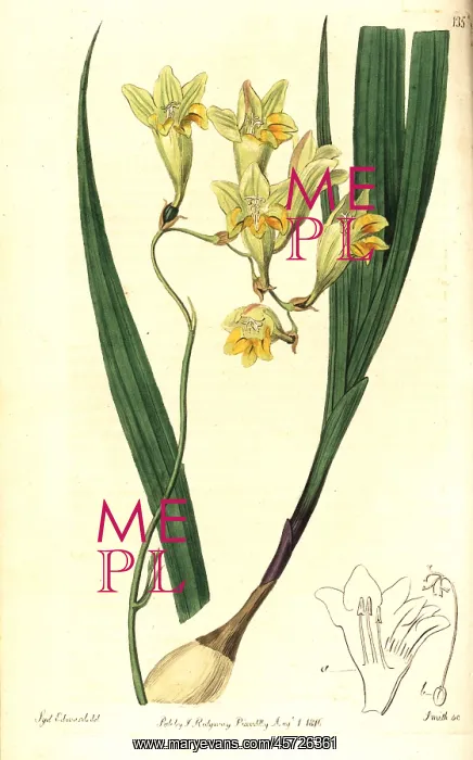 : Freesia refracta : Freesia refracta