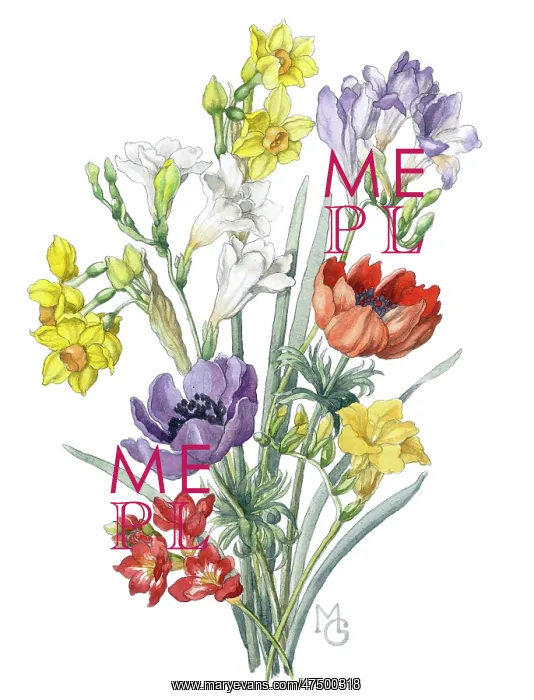  : Freesias, anemones and narcissi