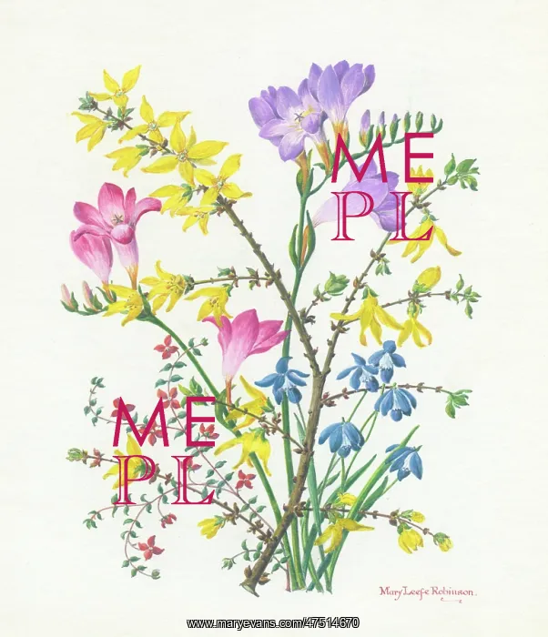 : Freesias, Forsythia and Scillas