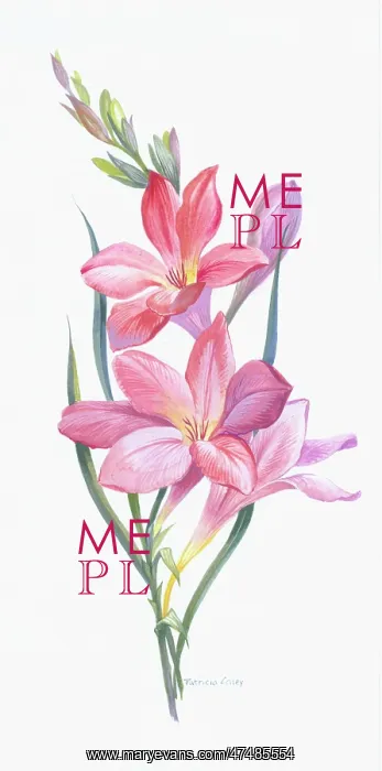 : Freesias - pink and mauve flowers
