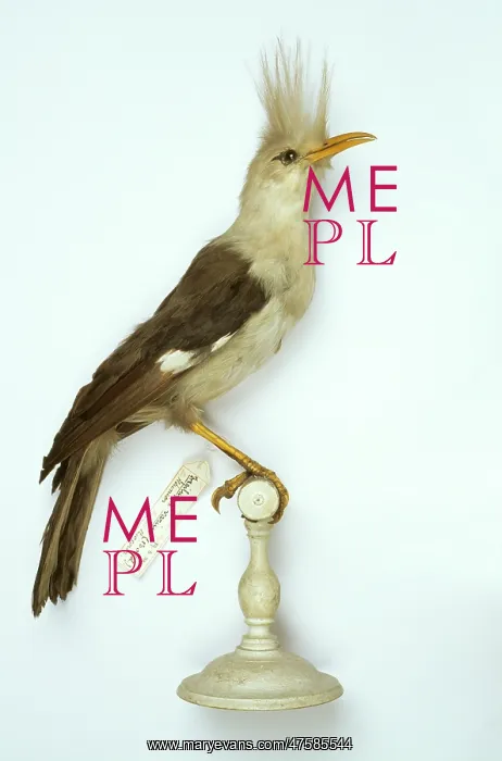  : Fregilupus varius