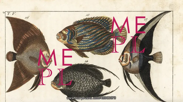 : French angelfish, Emperor angelfish, batfish : French angelfish, Emperor angelfish, batfish