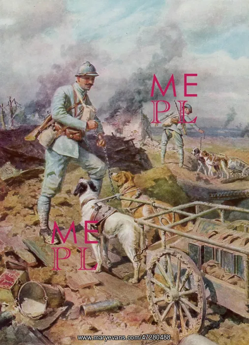 : French canine corps, World War One : French canine corps, World War One