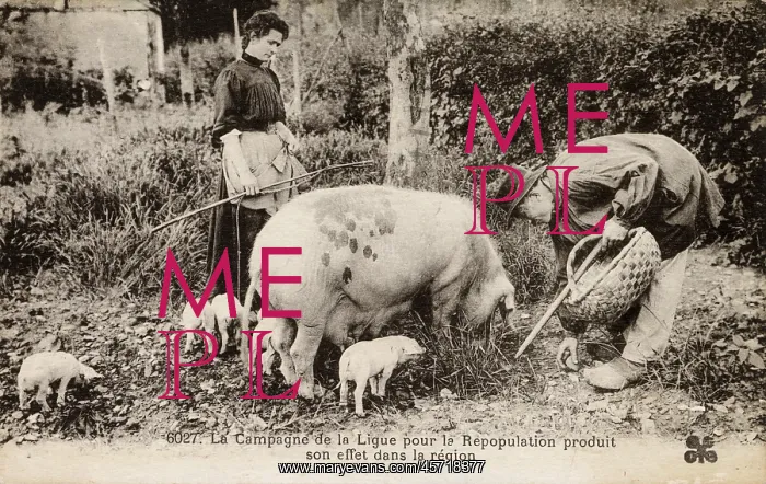: French Countryfolk and their Pigs : French Countryfolk and their Pigs