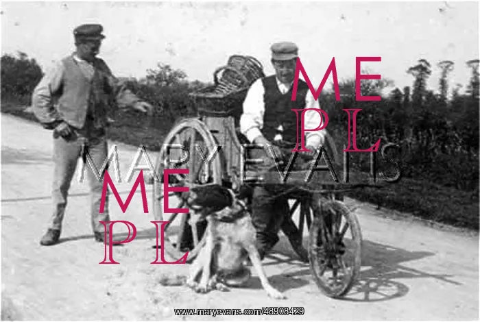 : FRENCH DOG AND CART 1 : FRENCH DOG AND CART 1