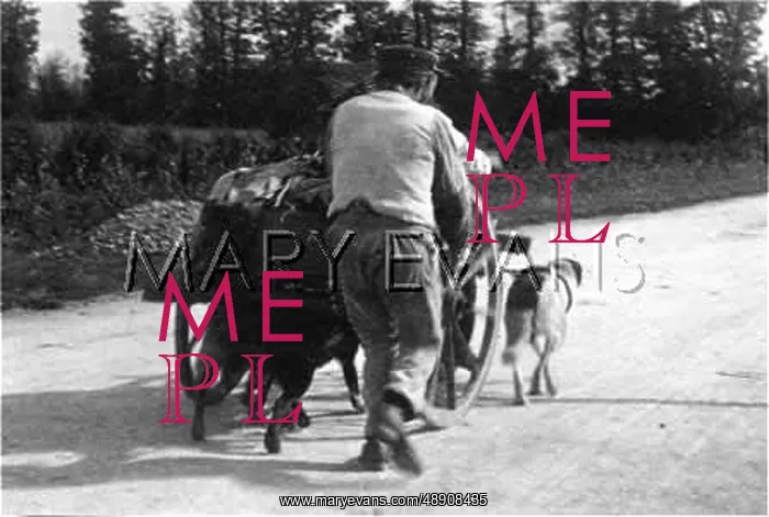 : FRENCH DOG AND CART 2 : FRENCH DOG AND CART 2