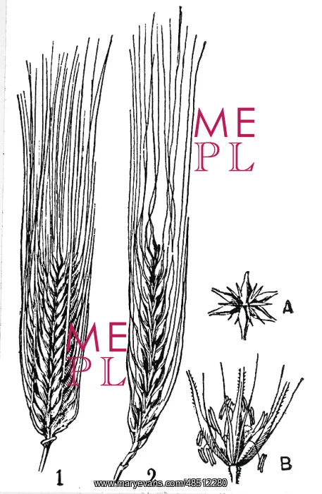 : French An engraving, showing the Barley crop : French An engraving, showing the Barley crop