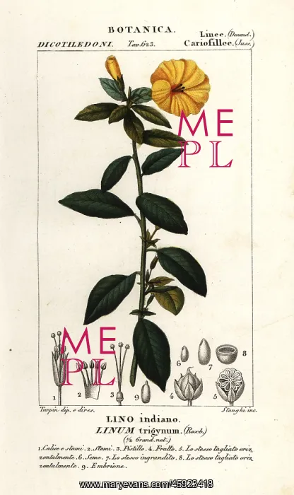: French flax, Linum trigynum : French flax, Linum trigynum