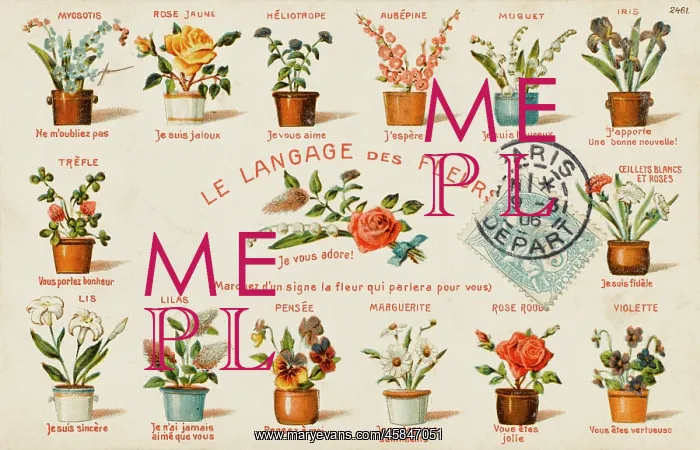  : French Flower Language and Variations