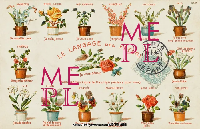  : French Flower Language and Variations