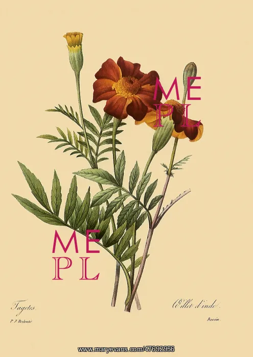  : French Marigold
