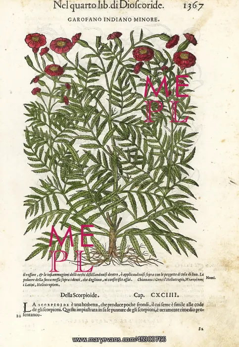: French marigold, Tagetes patula : French marigold, Tagetes patula