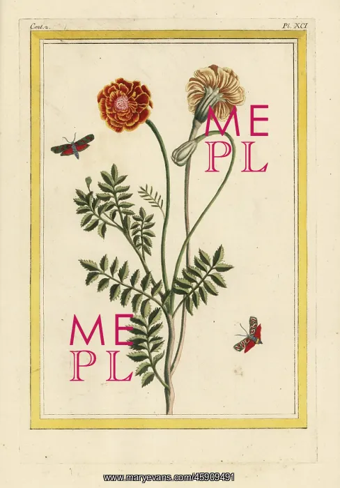 : French marigold, Tagetes patula : French marigold, Tagetes patula