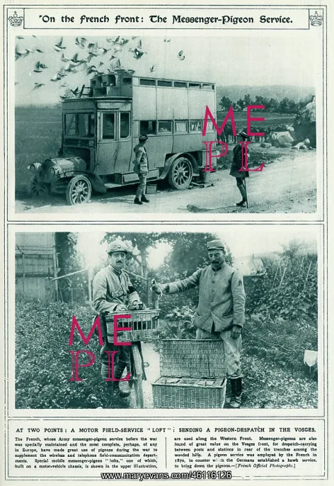 : French Front messenger-pigeon service 1917 : French Front messenger-pigeon service 1917