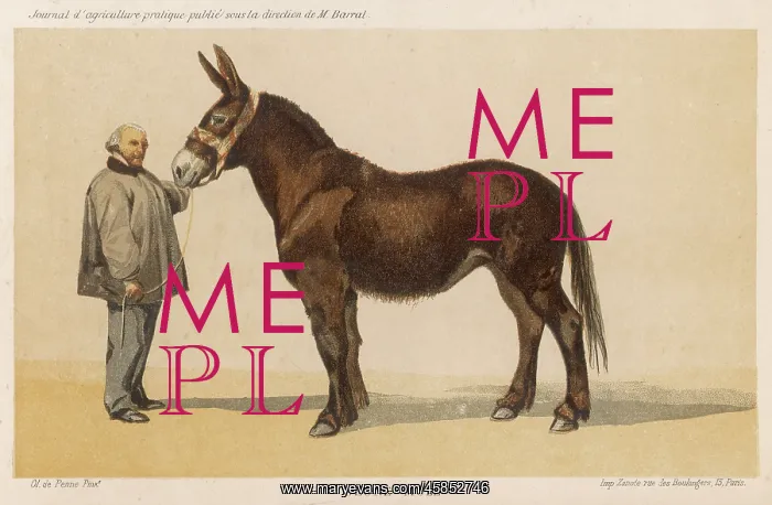  : FRENCH MULE 1865