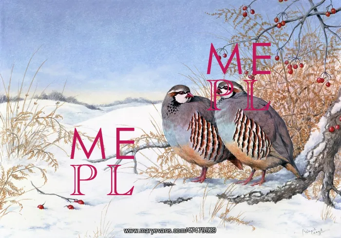 : French Partridges in the snow : French Partridges in the snow