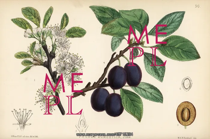 : French plum, Prunus domestica : French plum, Prunus domestica