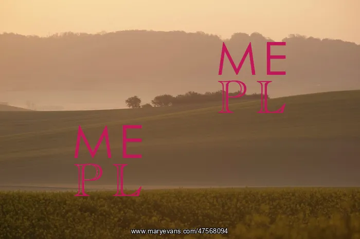 : French rapeseed fields : French rapeseed fields