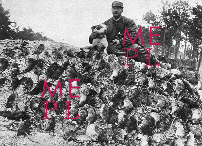 : French rat catcher, 1916, WW1 : French rat catcher, 1916, WW1