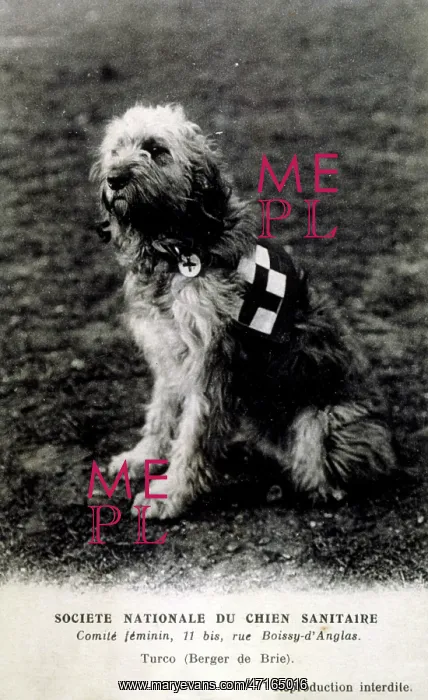  : FRENCH RED CROSS DOG