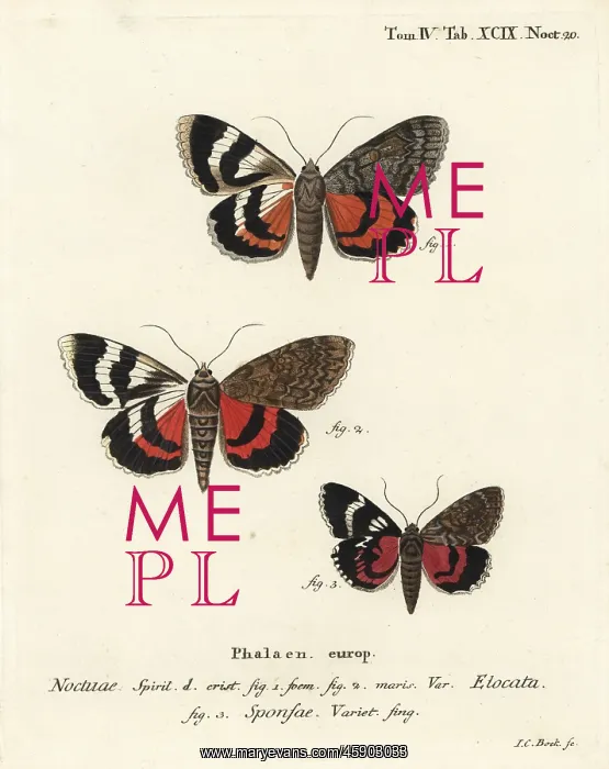 : French red underwing and dark crimson underwing variety : French red underwing and dark crimson underwing variety