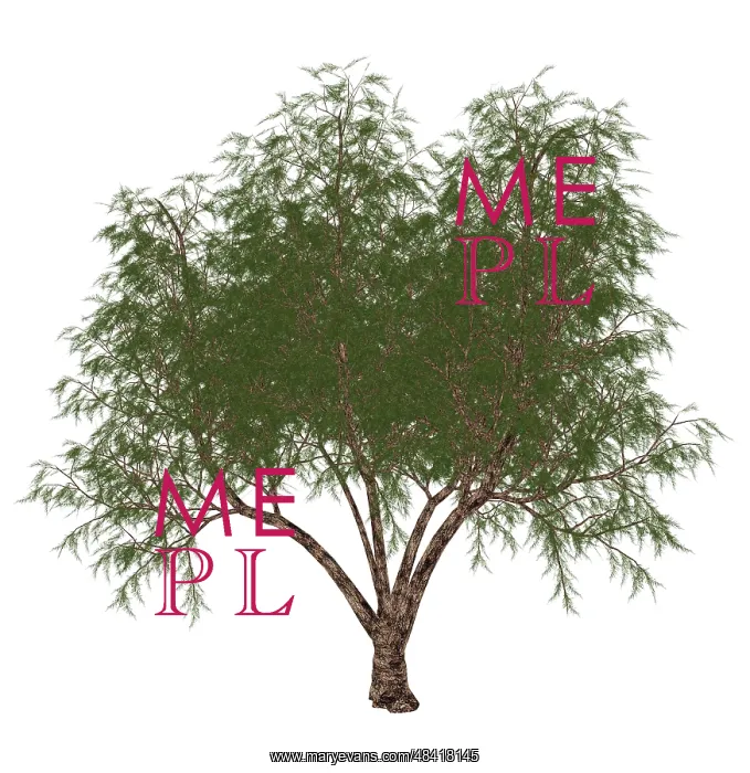 : The French tamarisk tree : The French tamarisk tree