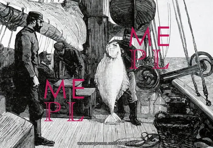: French trawlermen holding up a large halibut which : French trawlermen holding up a large halibut which