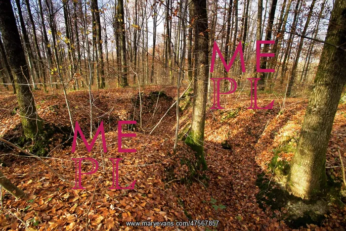 : French trenches in the Argonne : French trenches in the Argonne