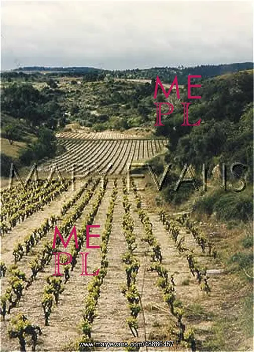  : FRENCH VINEYARD