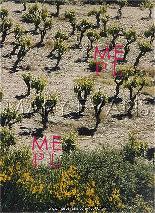  : FRENCH VINEYARD