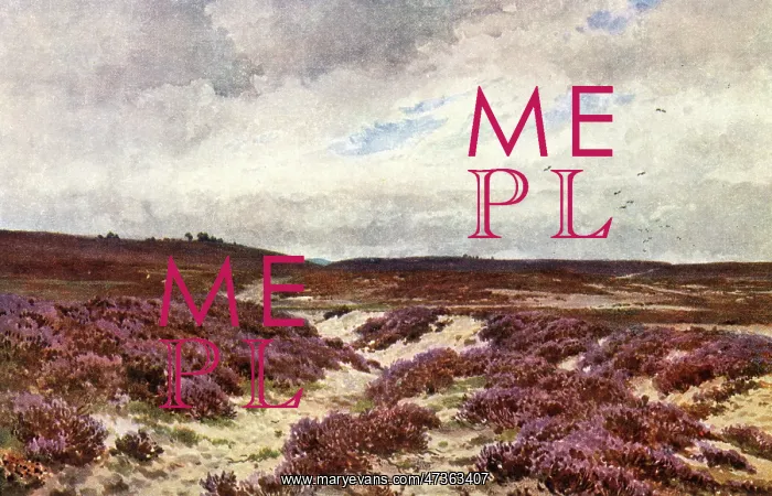 : FRENSHAM COMMON HEATHER : FRENSHAM COMMON HEATHER