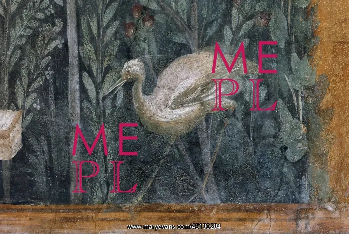 : Fresco, House of Venus in the Shell, Pompeii : Fresco, House of Venus in the Shell, Pompeii