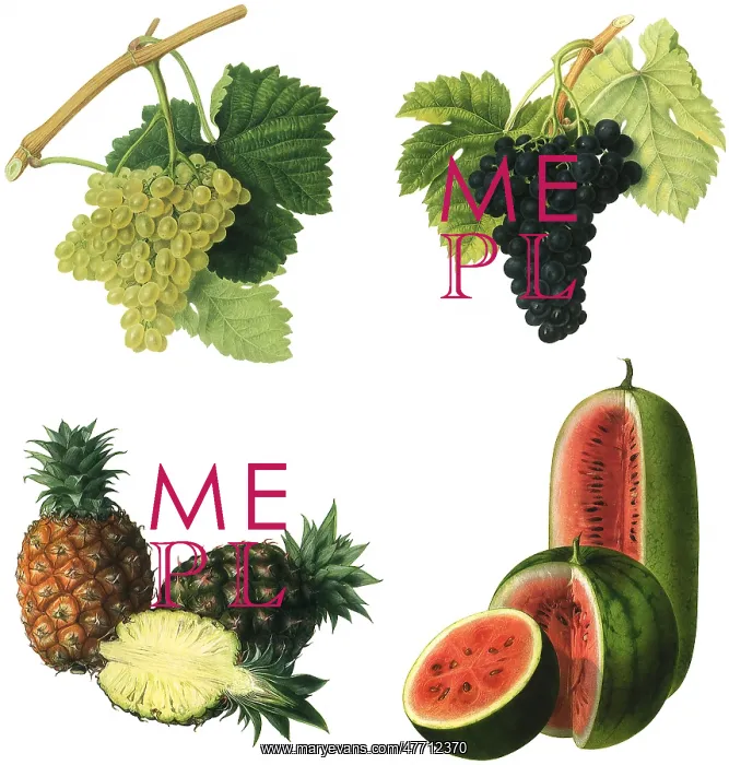 : Fresh Fruit Selection : Fresh Fruit Selection