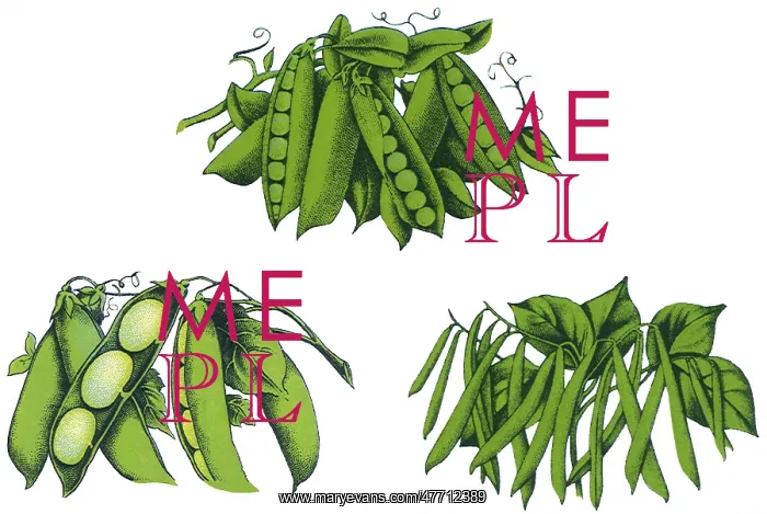  : Fresh Legumes