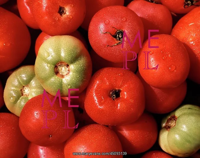 : Fresh Tomatoes Mostly Red and Ripe But Three Green : Fresh Tomatoes Mostly Red and Ripe But Three Green