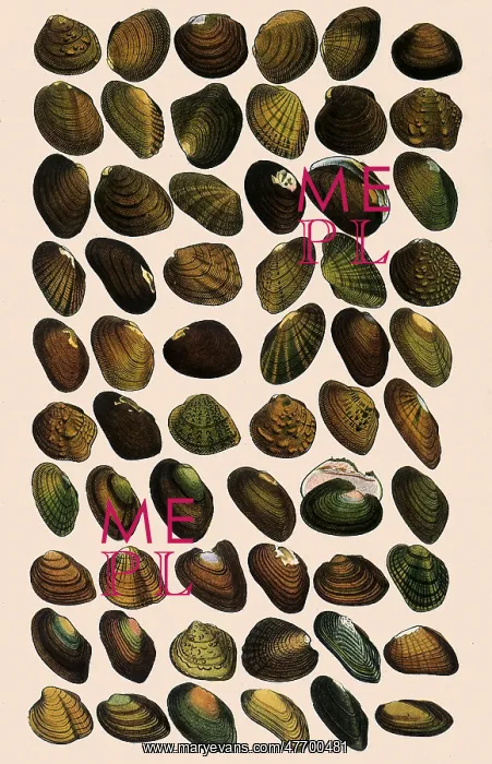  : Fresh-Water Mussels
