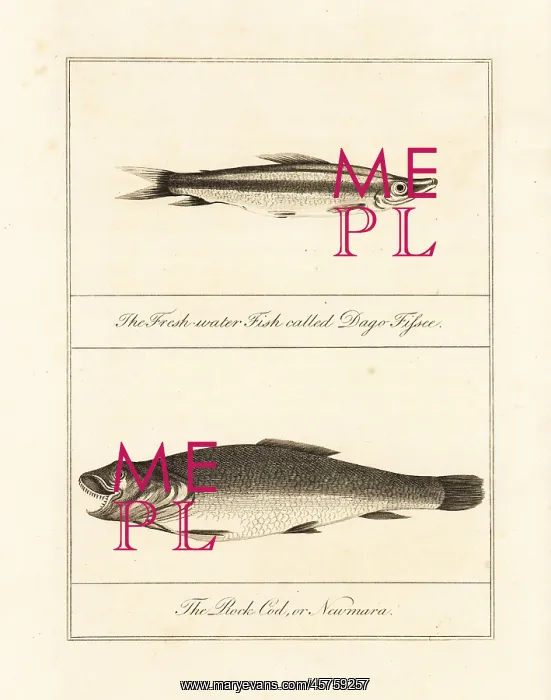 : Freshwater barracuda and wolf fish : Freshwater barracuda and wolf fish