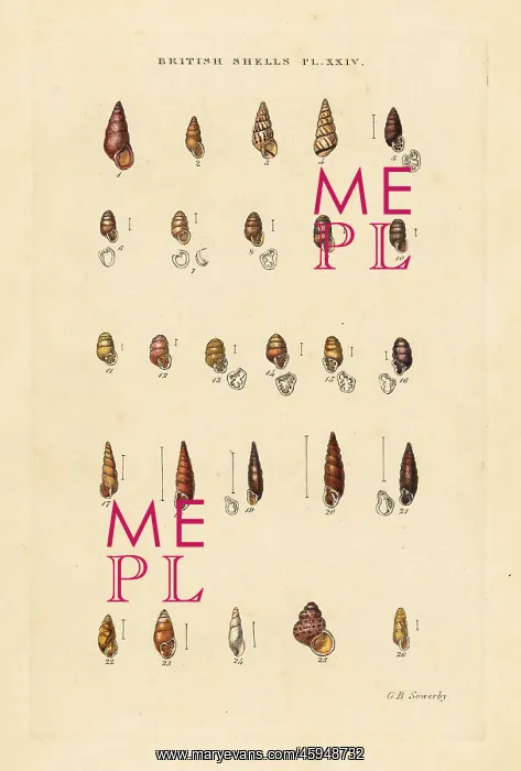 : Freshwater long snails, Bulimus, Pupa, Balea, etc : Freshwater long snails, Bulimus, Pupa, Balea, etc