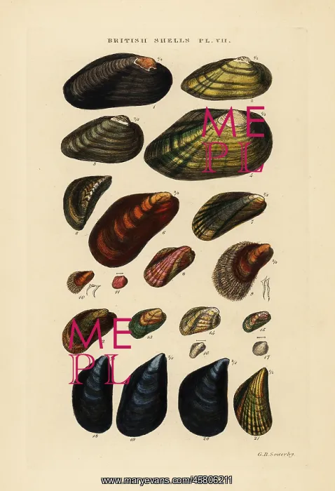: Freshwater and marine mussels : Freshwater and marine mussels
