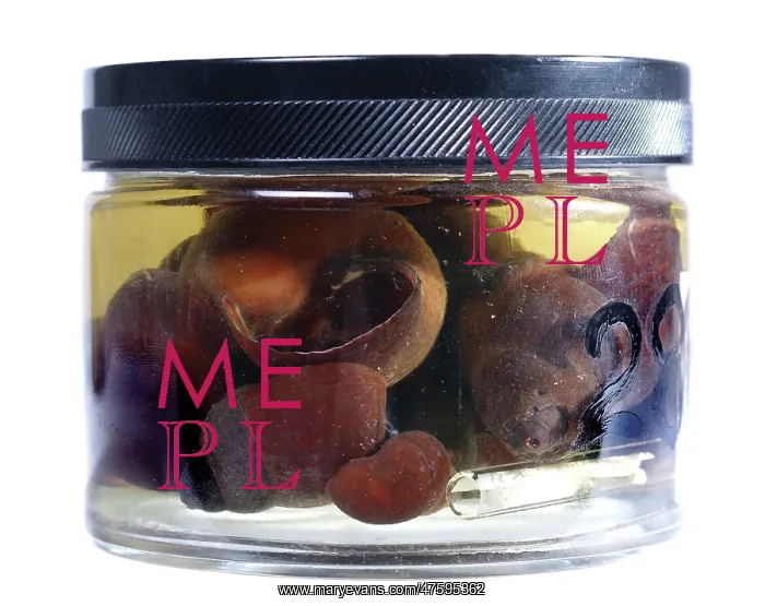 : Freshwater snails : Freshwater snails