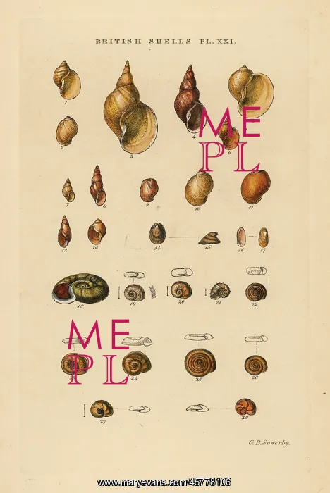 : Freshwater snails, LimnEus, Physa, Ancylus, Planorbis, etc : Freshwater snails, LimnEus, Physa, Ancylus, Planorbis, etc