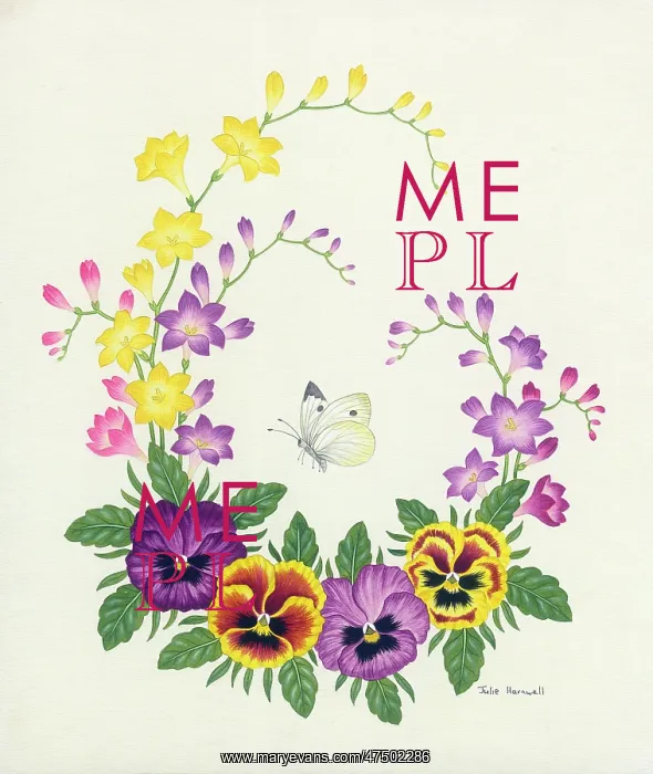  : Fresias, pansies and a cabbage white butterfly