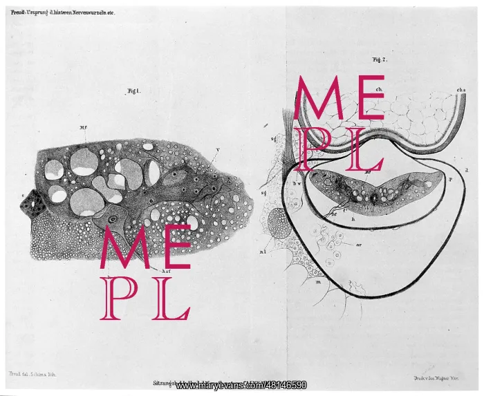 : FREUD / AMMOCOETES / 260 : FREUD / AMMOCOETES / 260