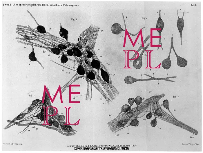 : FREUD / AMMOCOETES / 261 : FREUD / AMMOCOETES / 261