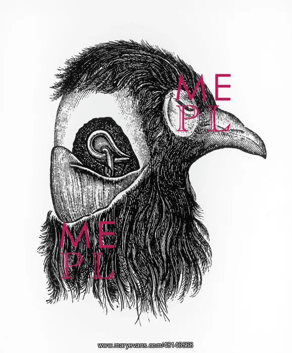 : FREUD / BREUER'S BIRD / 265 : FREUD / BREUER'S BIRD / 265