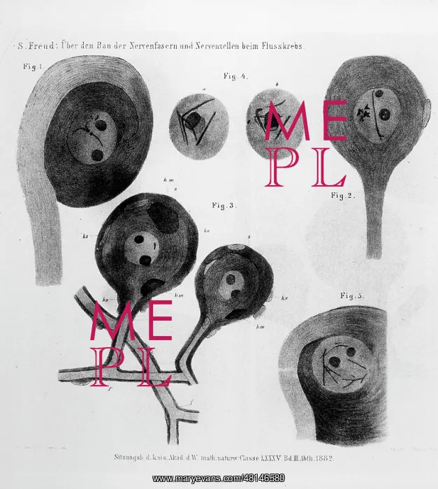  : FREUD / CRAYFISH CELLS / 262