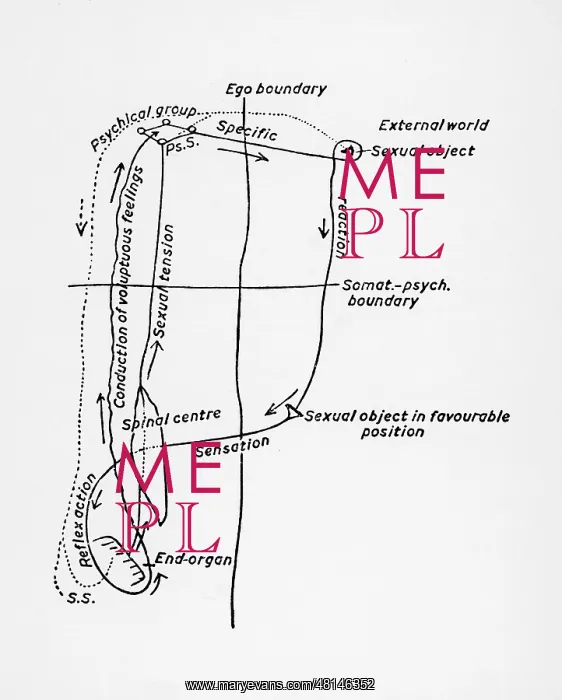 : FREUD / SEXUAL DIAGRAM / 263 : FREUD / SEXUAL DIAGRAM / 263