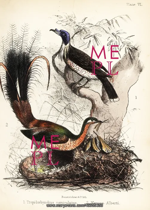 : Friarbird and lyrebird : Friarbird and lyrebird