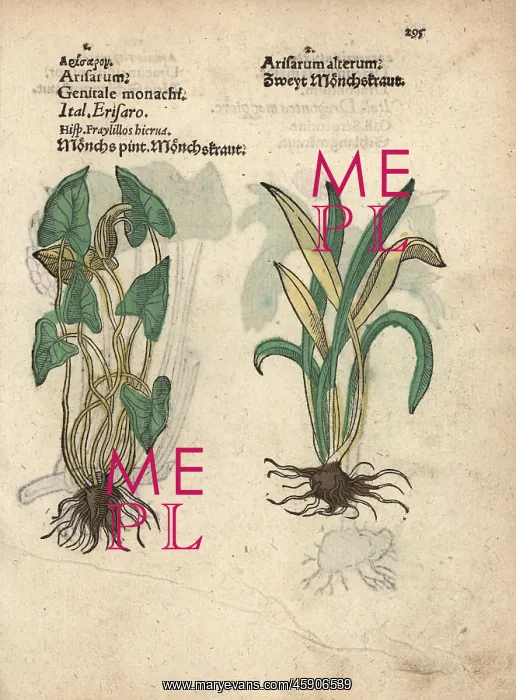 : Friar's cowl, Arisarum vulgare : Friar's cowl, Arisarum vulgare